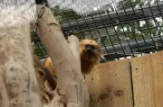 Zlatka, tamarin lion doré volé à Beauval en 2015, de retour en France