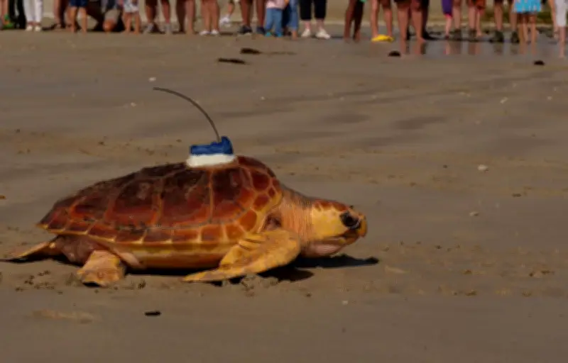 33 tortues caouannes relâchées sur l'Île de Ré après des mois de soins