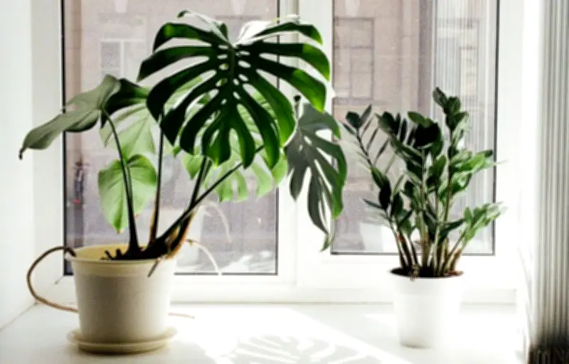 9 plantes d'intérieur pour purifier l'air de votre maison