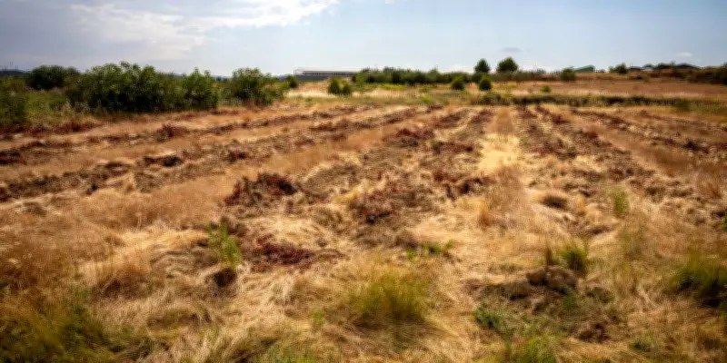 Arrachage des vignes en Occitanie : une transformation paysagère inédite