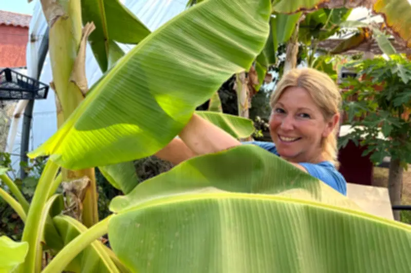 Banane du Var : une culture exotique qui s'adapte au changement climatique