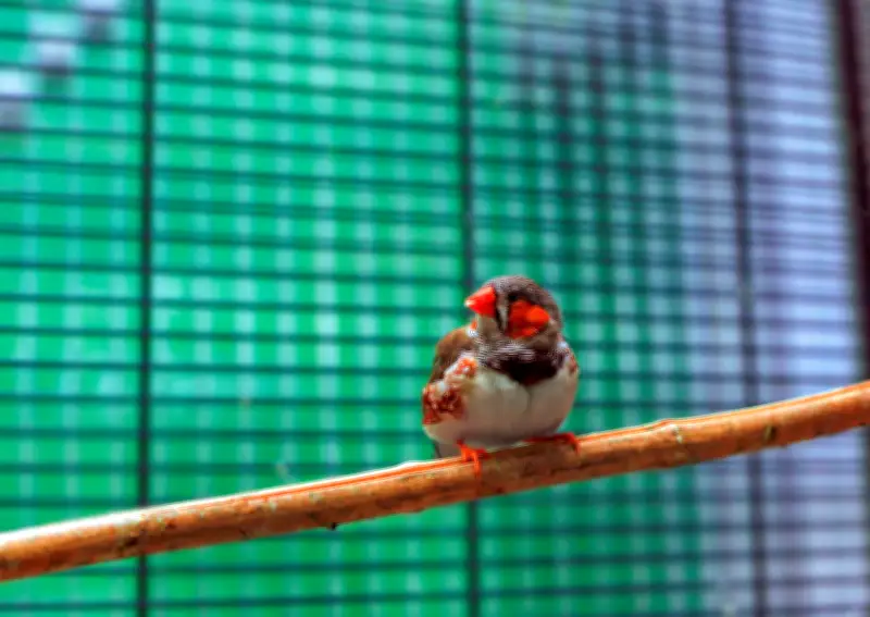 Bientôt capables de parler avec les oiseaux grâce à l'IA