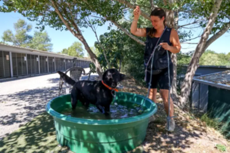 Canicule : briser une vitre pour sauver un animal est légal