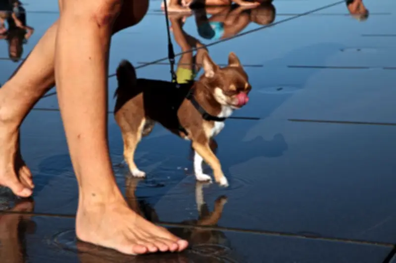 Canicule : la galère des propriétaires d'animaux de compagnie