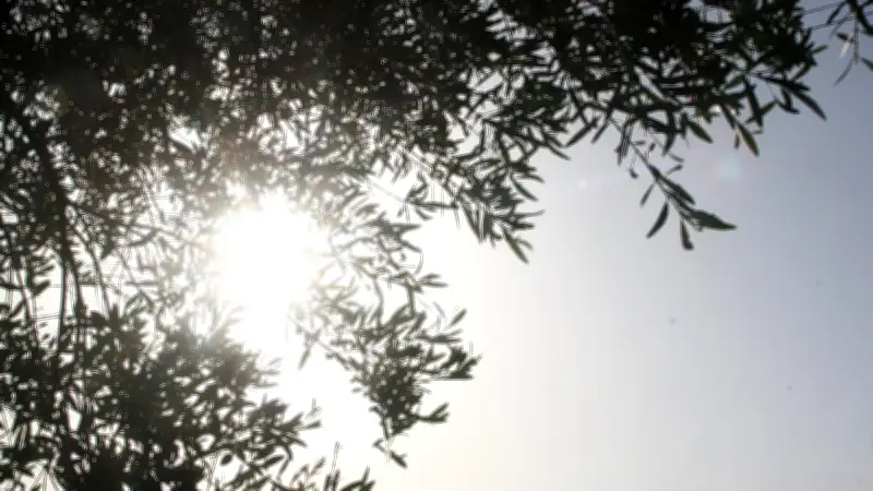 Canicule : l'Espagne, modèle mondial de lutte contre les chaleurs extrêmes