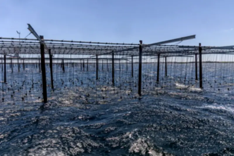 Canicule marine : hécatombe sous-marine dans l'étang de Thau