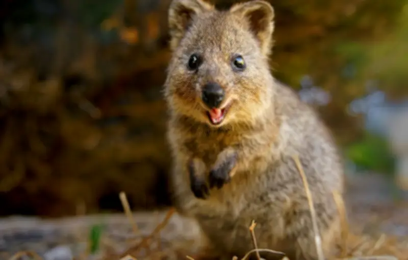 Deepfake de quokka : 2 millions de vues pour une vidéo générée par IA