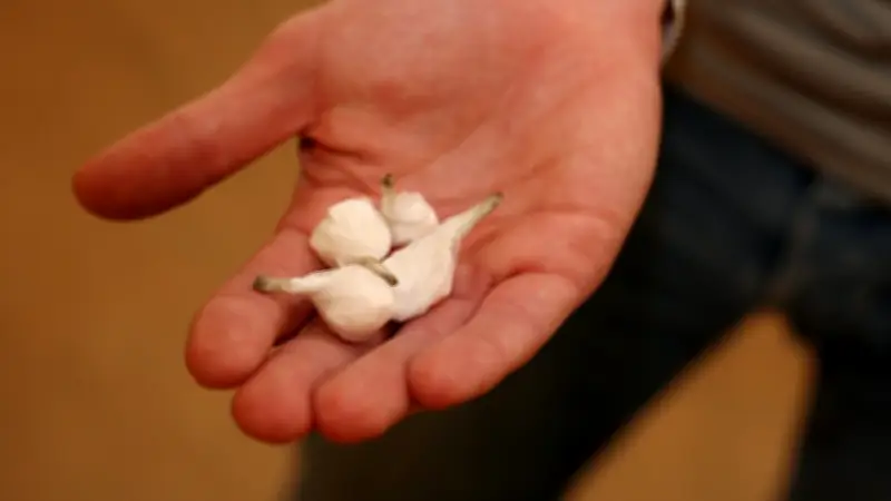 Drogue : cocaïne à 37,5 €, enfants touchés, nouvelles substances chaque jour