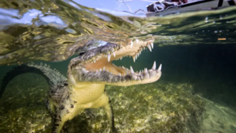 Floride : un garçon de 11 ans perd la main après une attaque d'alligator