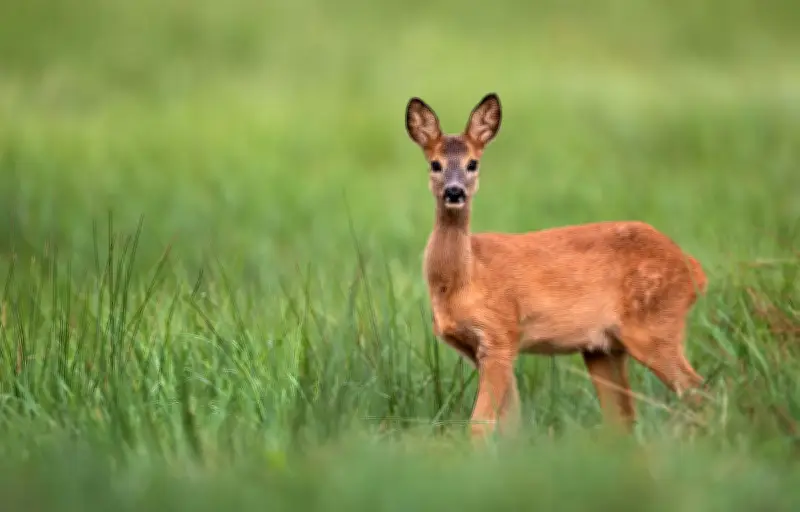 Freezing animal : pourquoi les proies se figent face au danger
