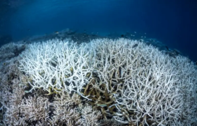 Juin 2026 : océans les plus chauds jamais enregistrés, records à venir
