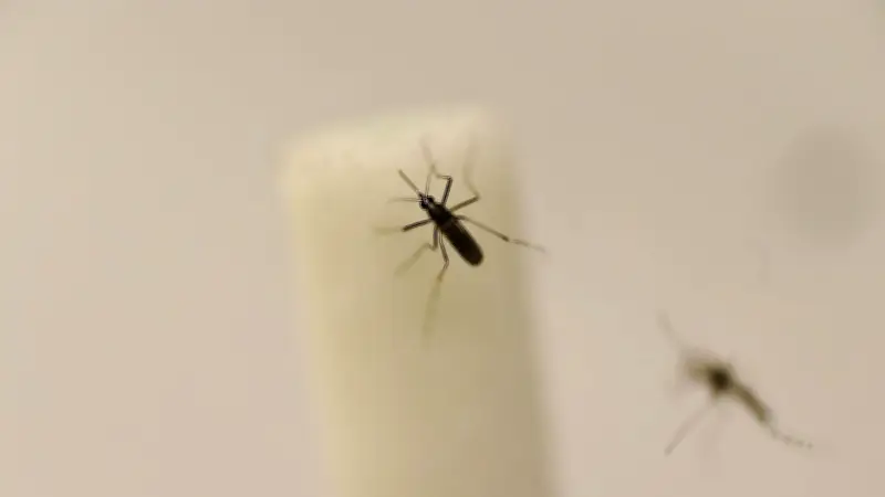 La Grande-Motte expérimente un nouveau procédé anti-moustiques sur six mois