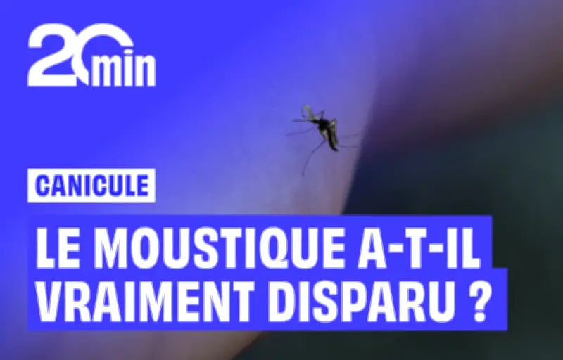 Les moustiques ont-ils disparu pendant la canicule ?