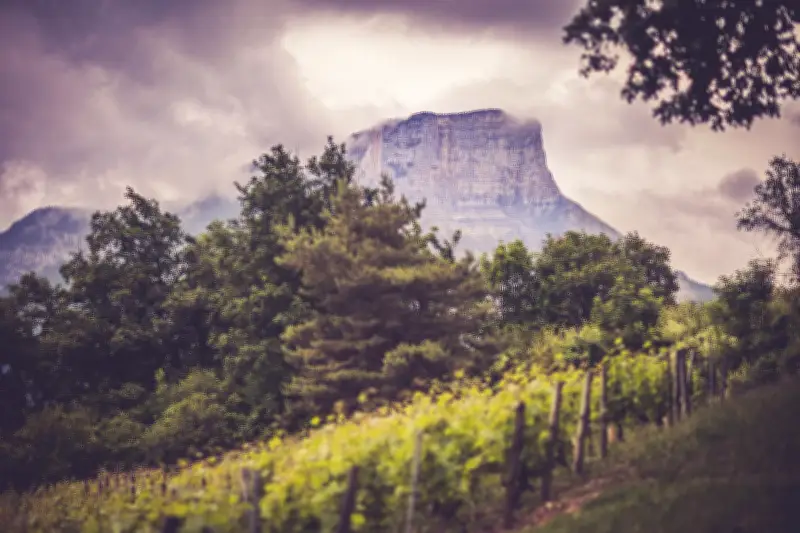 Les vins d'été : sélection Savoie pour des moments rafraîchissants