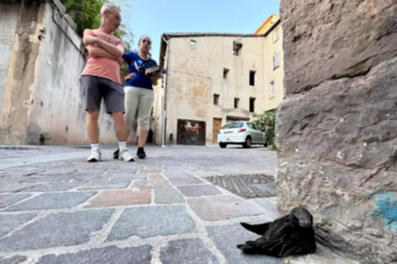 Maraudes nocturnes à Draguignan pour sauver les oiseaux tombés des nids