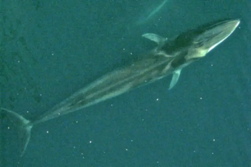 Méditerranée : préserver la faune marine varoise