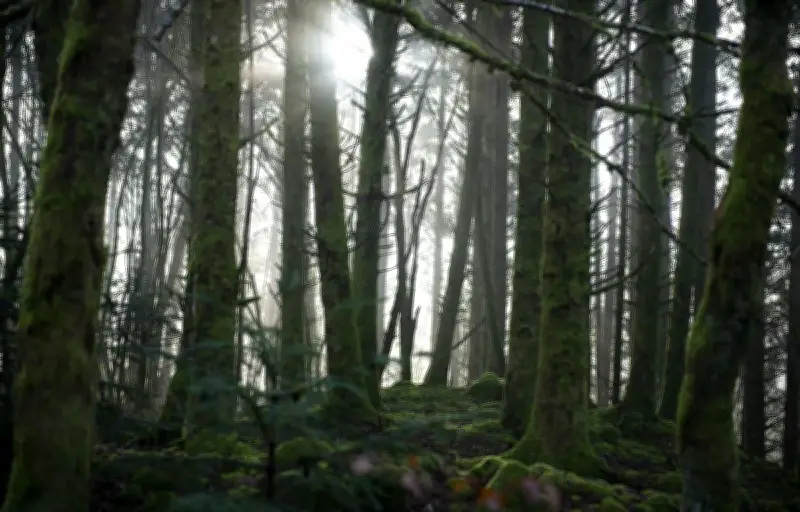 Meurtre d'un septuagénaire dans les Vosges : une information judiciaire ouverte