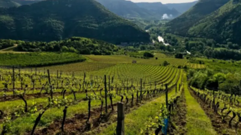 Millau Grands Causses rejoint l'ANEV pour soutenir l'appellation Côtes de Millau
