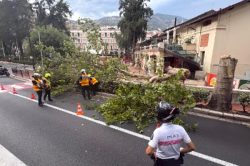 Monaco : un platane s'effondre sur la chaussée, aucun blessé
