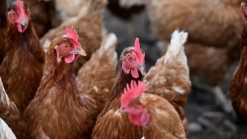 Opération sauvetage de 4 000 poules pondeuses à Bagnols-sur-Cèze