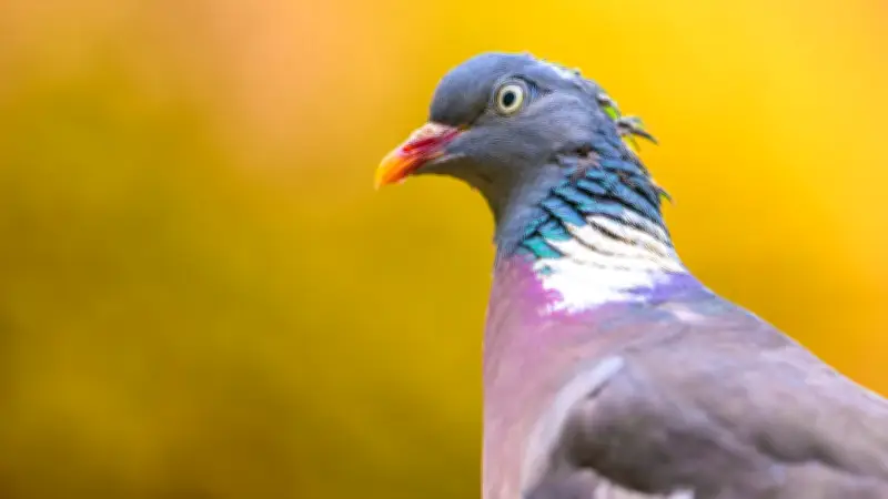 Pigeon bloque des montagnes russes : deux personnes coincées à 10 mètres