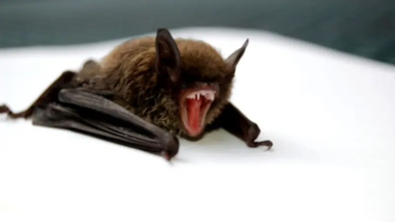Pilote américain attaqué par des chauves-souris dans un hôtel à Denver