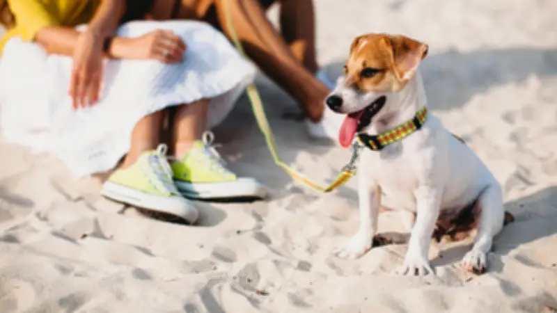 Plages dog friendly : où aller avec son chien sur le littoral méditerranéen ?