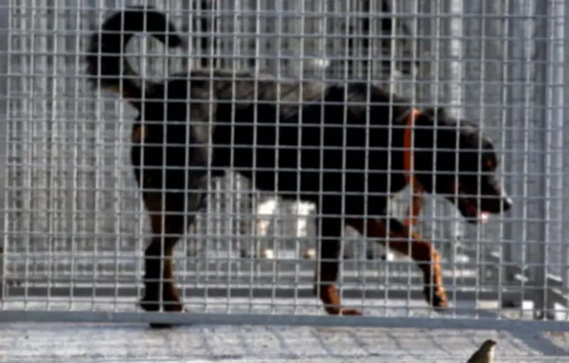 Propriétaire condamnée : son rottweiler euthanasié après attaque sur un bébé