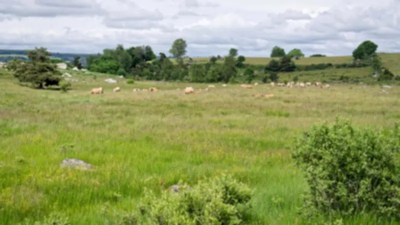 PSE Aubrac : 115 éleveurs récompensés pour préserver zones humides
