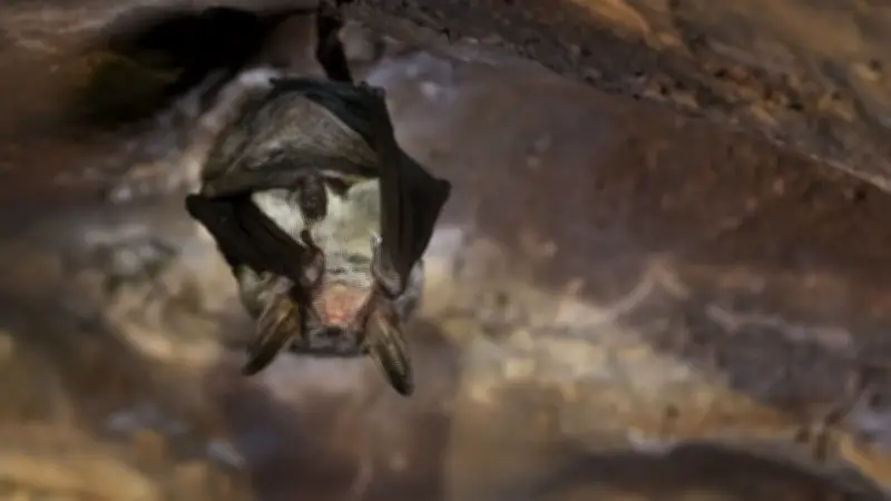 Rage mortelle : une fillette de 6 ans mordue par une chauve-souris aux États-Unis