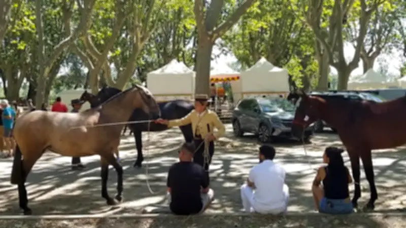 Rencontres équestres à Beaucaire : concours, horseball et spectacle de voltige