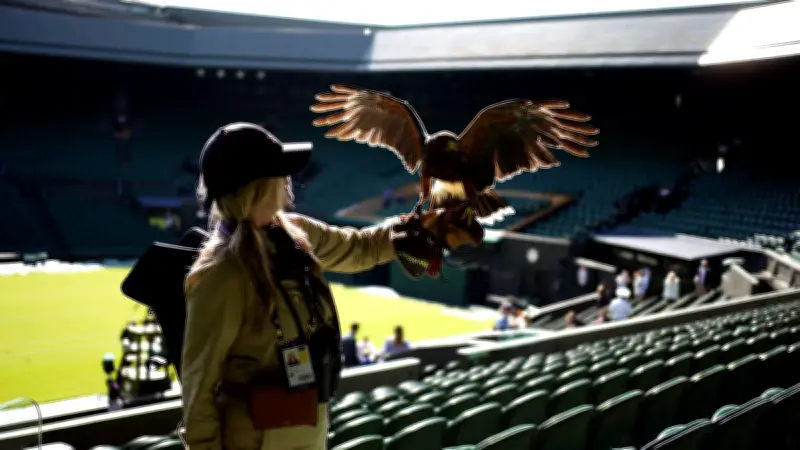 Rufus, la buse de Harris qui protège Wimbledon des pigeons depuis 2008