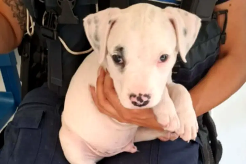 Sauvetage d'un chiot enfermé dans une voiture en plein soleil à Cannes