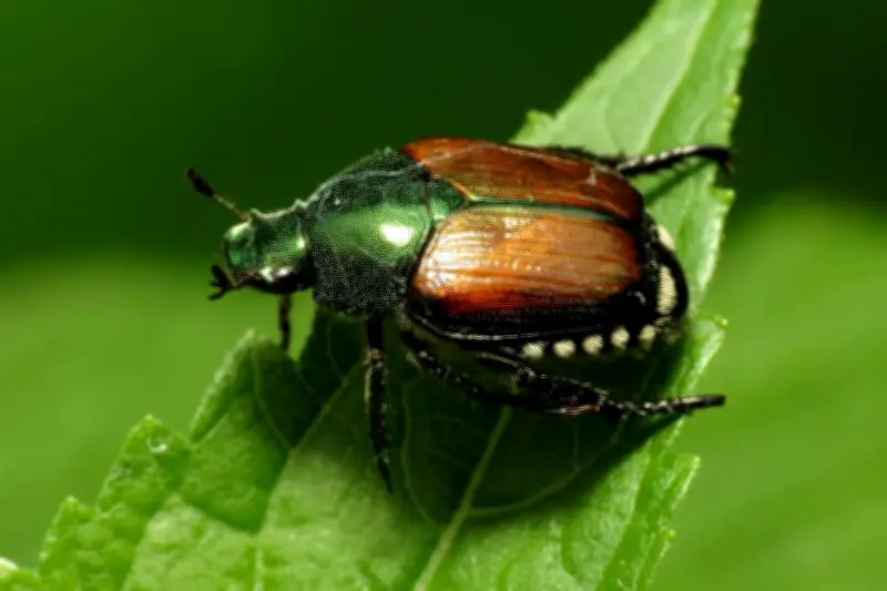 Scarabée japonais détecté pour la première fois sur la Côte d'Azur