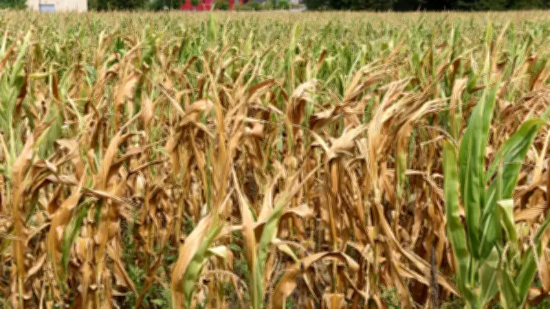 Sécheresse en Occitanie : les agriculteurs redoutent une année noire