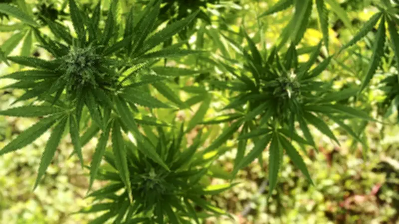 À Sète, un retraité de 74 ans cultivait 29 plants de cannabis chez lui