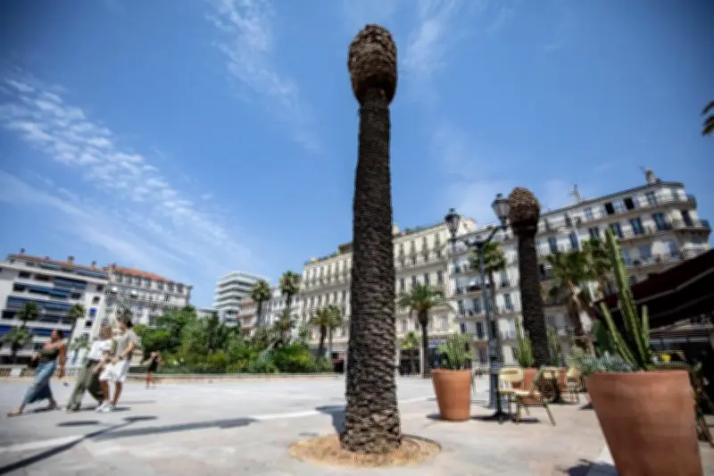 Toulon : 12 palmiers décimés par le charançon rouge place de la Liberté