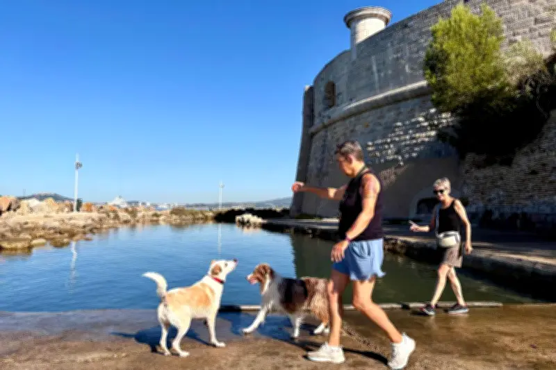 Toulon : la cani-plage de la Tour Royale ravit les maîtres et leurs chiens