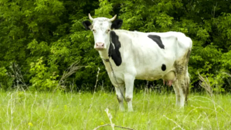 Un homme condamné pour agression sexuelle sur une vache à Fretin