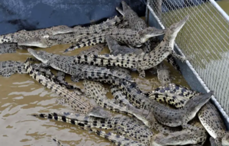 Une vidéo virale de crocodile est en fait un deepfake