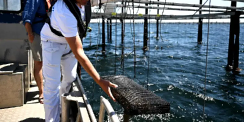Vagues de chaleur en Méditerranée : un monde inconnu pour la faune et la flore