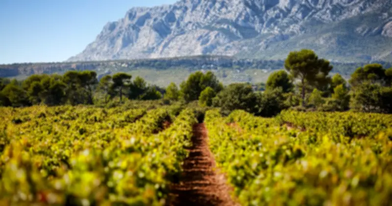 Vin : le cru Sainte-Victoire, nouvel atout des Côtes-de-Provence
