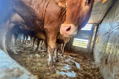 45 vaches bloquées dans les Alpes-Maritimes reprennent la route vers l'Italie