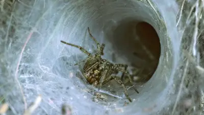 Araignée recluse du Chili identifiée pour la première fois en Europe au Portugal