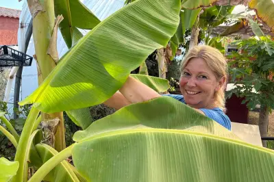 Banane du Var : une culture exotique qui s'adapte au changement climatique