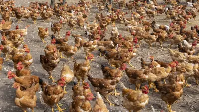 Canicule : un éleveur perd 600 poules et lance un appel aux dons
