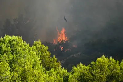 Canicules : jusqu'où les arbres résisteront-ils ?