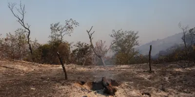 Incendies dans les Pyrénées-Orientales : 4 600 ha brûlés, 7 départements en risque très élevé