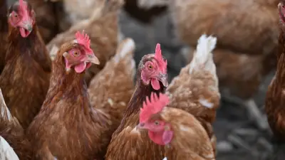 Opération sauvetage de 4 000 poules pondeuses à Bagnols-sur-Cèze