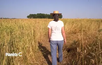 Peut-on cultiver sans pesticides à grande échelle ? L'INRAE répond